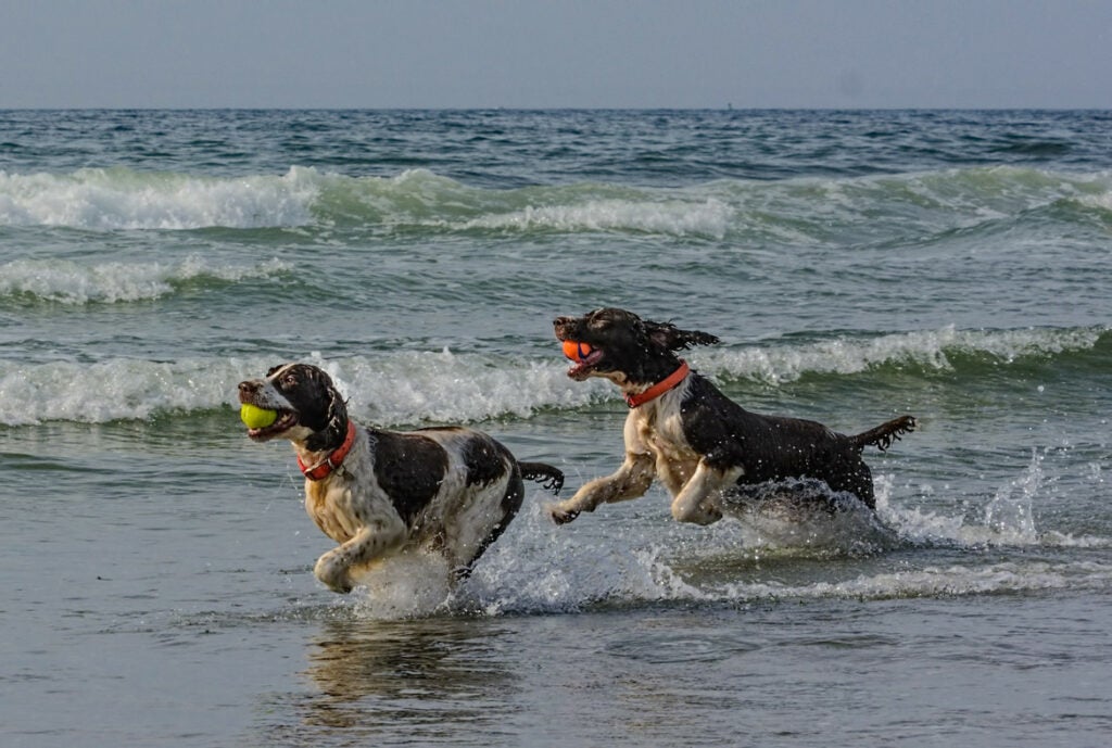 Happy Day at the Beach