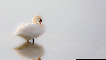 How To: Determine the Perfect Crop for an Image