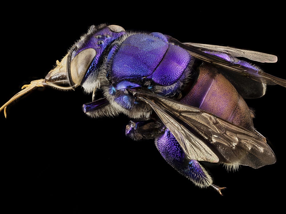 violet bee