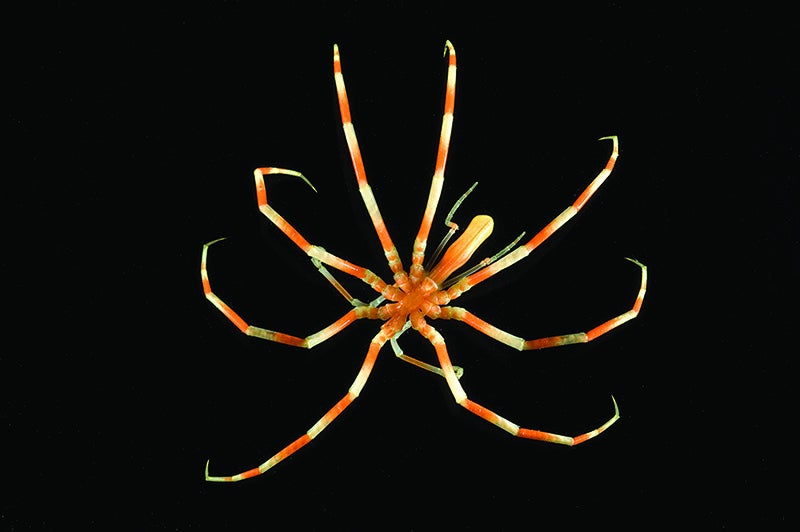 Sea Spider