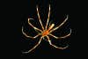 Sea Spider