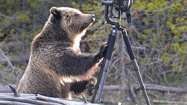 This Is What Happens When a Bear Meets a Rented Nikon D4 and 600mm Lens