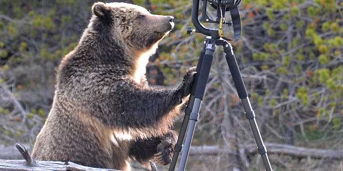 This Is What Happens When a Bear Meets a Rented Nikon D4 and 600mm Lens This Is What Happens When a Bear Meets a Rented Nikon D4 and 600mm Lens