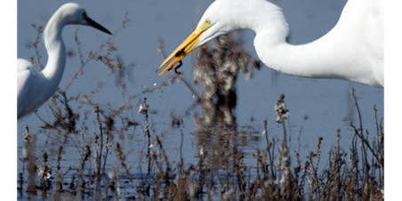 Award Winning Photographer Fired For Splicing Together Two Bird Photos