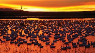 How To Photograph Wildlife