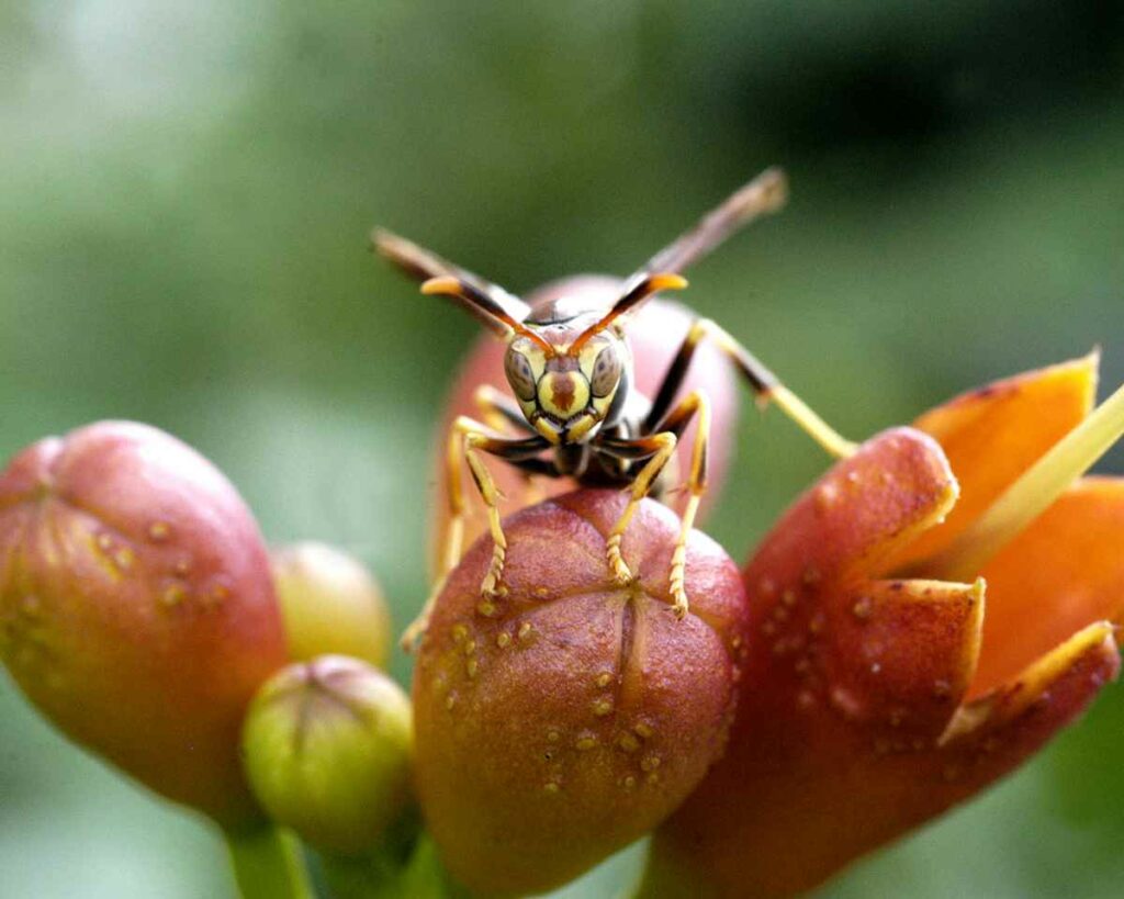 A busy bee visiting my trumpet flowers