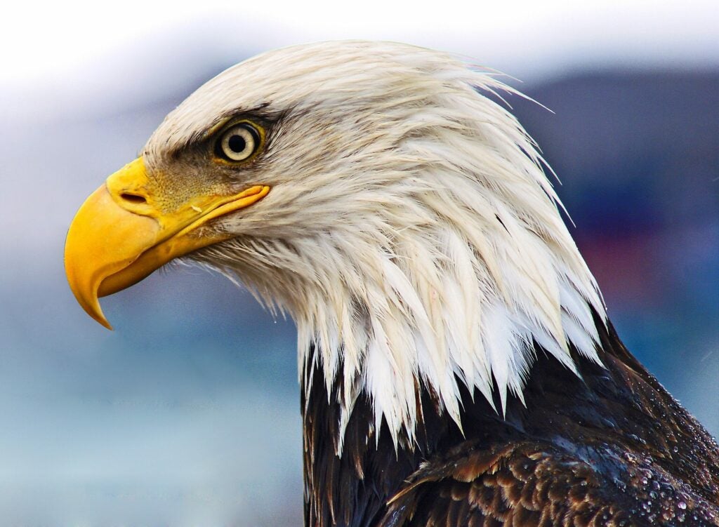 "Eagle