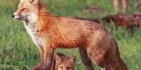 Like a Fox Like a Fox