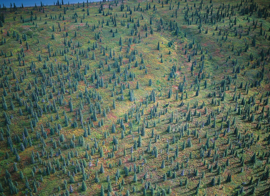 Spruce and Tundra at the Edge of a Lake, 2000.jpg