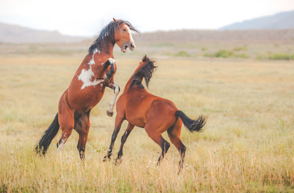 Today's Photo of the Day featuring two mustangs was captured by Mark Stacks in Nevada. Although it looks like these two wild horses are playing, according to Stacks this kind of behavior occurs because one of the horses is attempting to establish dominance over the other horse. See more work <a href="https://www.flickr.com/photos/7207296@N04/">here.</a>