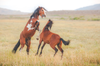 Today's Photo of the Day featuring two mustangs was captured by Mark Stacks in Nevada. Although it looks like these two wild horses are playing, according to Stacks this kind of behavior occurs because one of the horses is attempting to establish dominance over the other horse. See more work <a href="https://www.flickr.com/photos/7207296@N04/">here.</a>