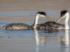 Western Grebes