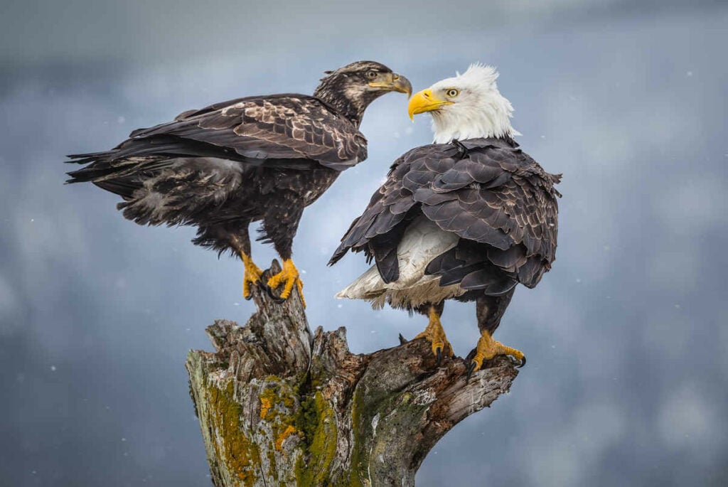 Near Homer Alaska An Adult And Juvenile Eagle Are Pictured Sharing A Perch During A Sudden Snow Shower. Canon 7D, 1/1250 Sec. At F5.6, ISO 640, 500mm [EF500mm F.4]