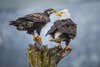 Near Homer Alaska An Adult And Juvenile Eagle Are Pictured Sharing A Perch During A Sudden Snow Shower. Canon 7D, 1/1250 Sec. At F5.6, ISO 640, 500mm [EF500mm F.4]