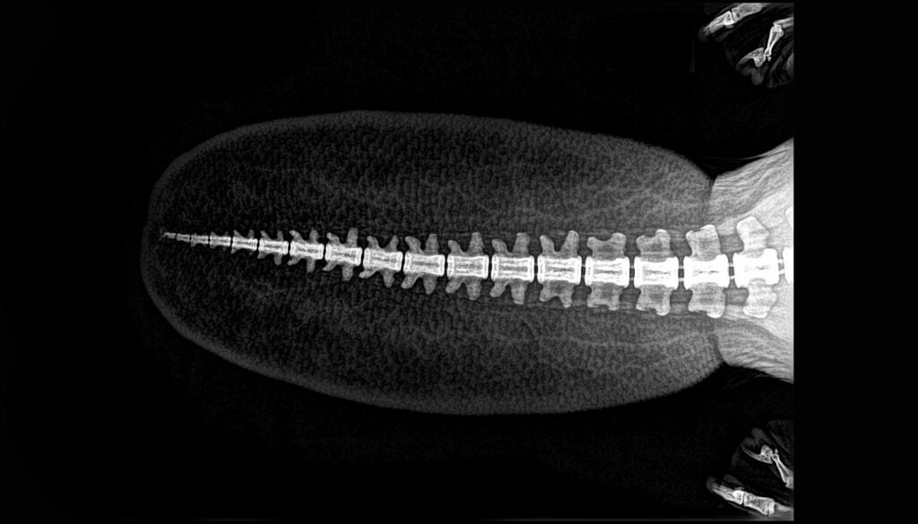 x-ray of a beaver with spinal cord clearly visible