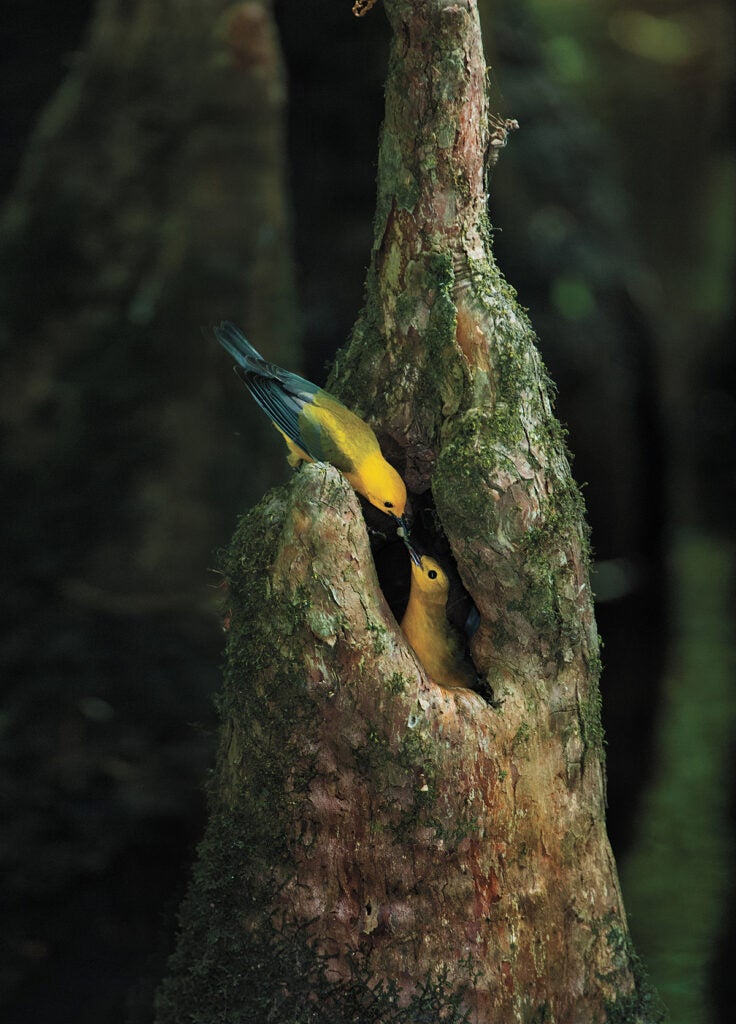 Photo: Donald Wuori/Audubon Photography Awards