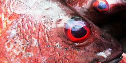 Fish-Eye View Fish-Eye View