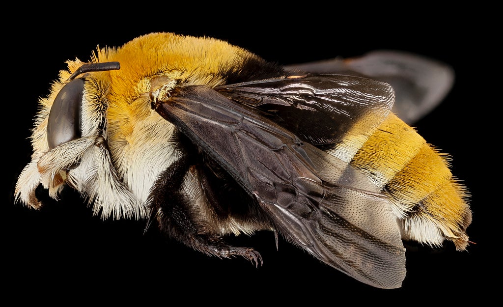 Today's Photo of the Day is an excellent and informative macro shot of a stunning variety of bee. Finding the perfect specimen is the real tough part, but getting a shot like this isn't simple. Here's the technical data from the page. <strong>Photography Information:</strong> Canon Mark II 5D, Zerene Stacker, Stackshot Sled, 65mm Canon MP-E 1-5X macro lens, Twin Macro Flash in Styrofoam Cooler, F5.0, ISO 100, Shutter Speed 200 If you want to see more awesome bee images, check out <a href="https://www.flickr.com/photos/usgsbiml/">the USGS Bee Inventory and Monitoring page on Flickr</a>. It has a ton of cool photos.