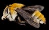 Today's Photo of the Day is an excellent and informative macro shot of a stunning variety of bee. Finding the perfect specimen is the real tough part, but getting a shot like this isn't simple. Here's the technical data from the page. <strong>Photography Information:</strong> Canon Mark II 5D, Zerene Stacker, Stackshot Sled, 65mm Canon MP-E 1-5X macro lens, Twin Macro Flash in Styrofoam Cooler, F5.0, ISO 100, Shutter Speed 200 If you want to see more awesome bee images, check out <a href="https://www.flickr.com/photos/usgsbiml/">the USGS Bee Inventory and Monitoring page on Flickr</a>. It has a ton of cool photos.