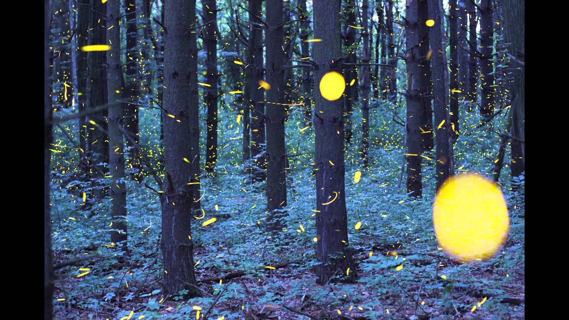 Dazzling Long Exposures Capture the Fireflies of Japan