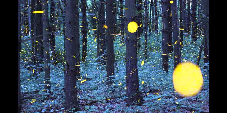 Vincent Brady Combines Long Exposures With Time-Lapse For Surreal Firefly Videos