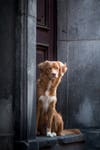 dog on the porch