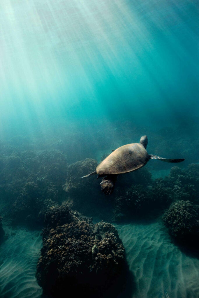 I flew out to Maui, HI to document a nine-day long wedding. I spent a couple of hours each day free diving alone with the ever-so-beautiful angels of our sea. Their ability to grace our waters with angelic-like movement will always and forever be my meditation and what brings me back to earth.