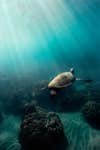 I flew out to Maui, HI to document a nine-day long wedding. I spent a couple of hours each day free diving alone with the ever-so-beautiful angels of our sea. Their ability to grace our waters with angelic-like movement will always and forever be my meditation and what brings me back to earth.