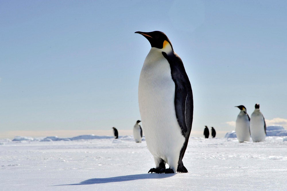 Far-Flung Destinations: Antartica