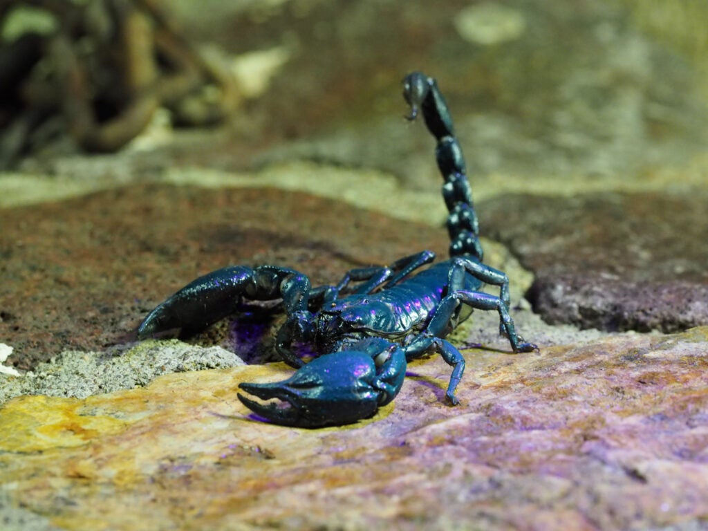 The iridescent purple coloring is from a handheld blacklight the trainer was shining in order to make it stand out against the rocks.