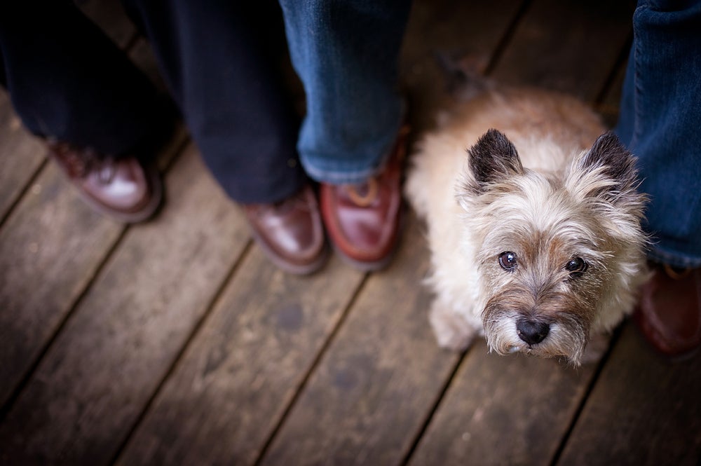 Bridie, Cairn terrier senior