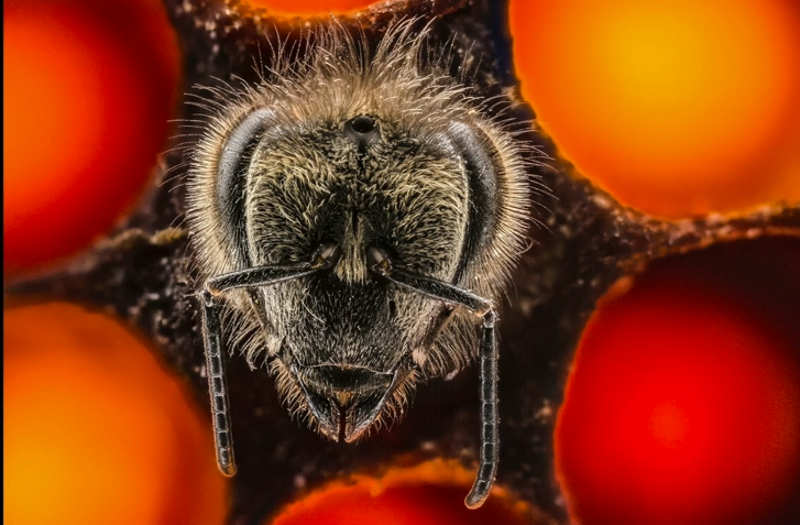 Video: See the First 21 Days of a Bee’s Life