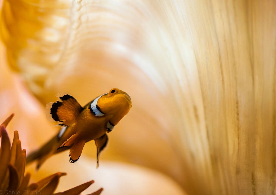 Today's Photo of the Day was captured by Daniel Tirado during a trip to the Denver Zoo. Daniel captured this aquatic scene using a Nikon D700 with a 105.0 mm f/2.8 lens. See more of Daniel's work<a href="http://www.flickr.com/photos/dtirado/"> here.</a>