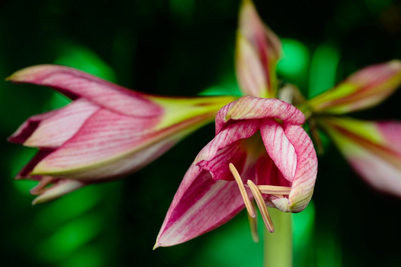 See more of Alma's incredible flower photographs on Flickr. Want to see your photo picked as our Photo of the Day? Submit it HERE.