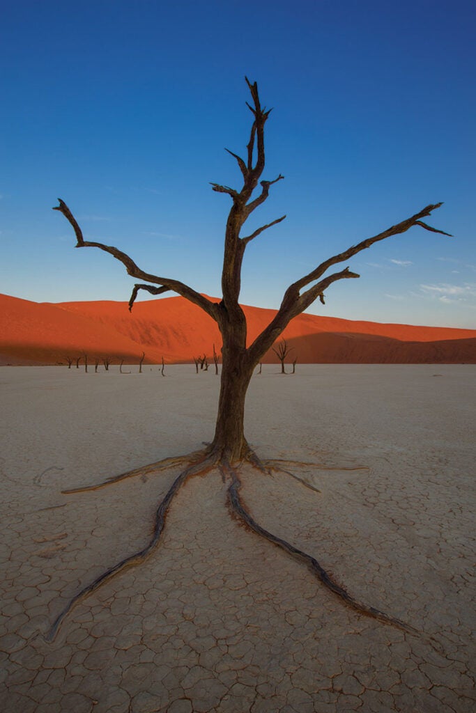 Dead Camel Thorn tree, Deadvlei