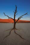 Dead Camel Thorn tree, Deadvlei