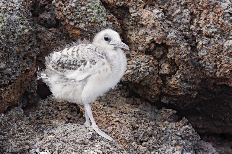 Swallowtailed gull chick, cropped, shot handheld with EOS 50D and 70–200mm f/4L Canon EF IS lens; 1/400 sec at f/8, ISO 400.