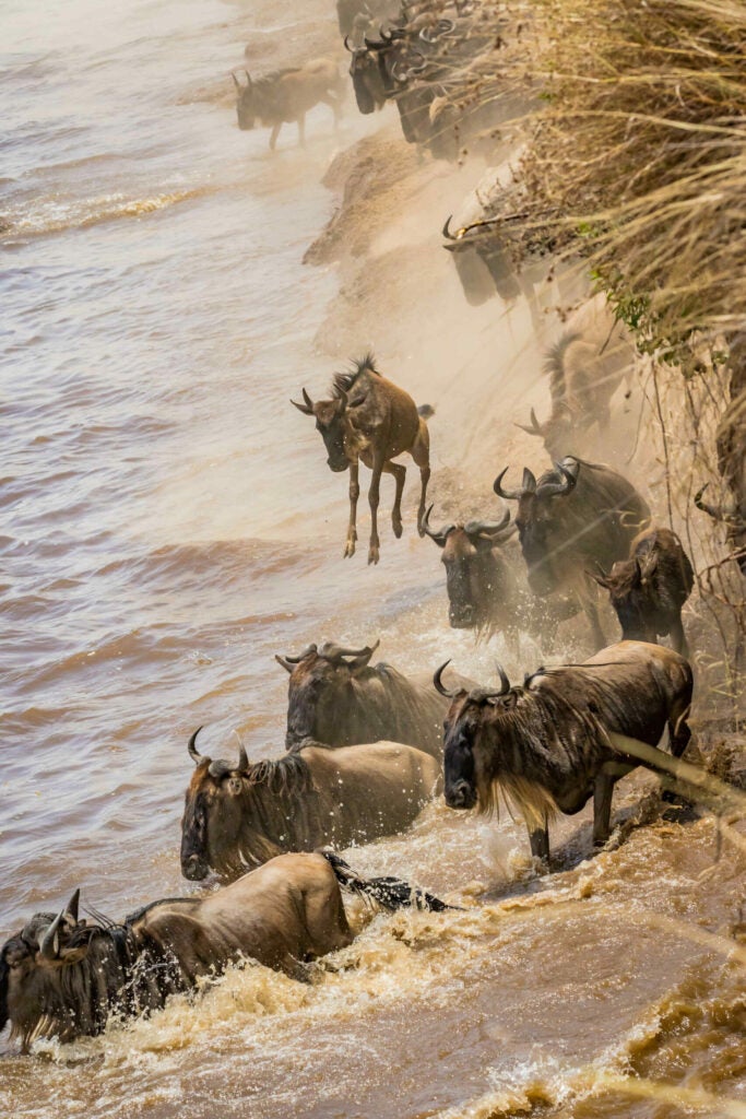 While witnessing a 300,000+ crossing at the Mara River, the wildebeest begin to launch themselves off this 20+ foot embankment.  I watched at this youngster anxiously and nervously prepared to join the fray in the croc infested waters.  Much to my surprise the little guy simply floated down into the water and I was lucky enough to capture it.