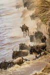 While witnessing a 300,000+ crossing at the Mara River, the wildebeest begin to launch themselves off this 20+ foot embankment.  I watched at this youngster anxiously and nervously prepared to join the fray in the croc infested waters.  Much to my surprise the little guy simply floated down into the water and I was lucky enough to capture it.