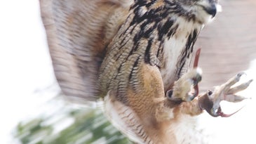 How To: 5 Nature Shooting Skills