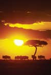 Serengeti Sunrise