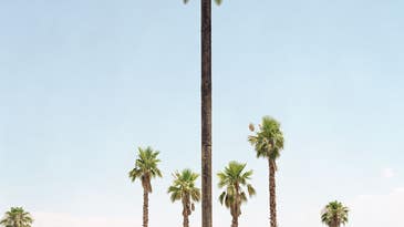 Work in Progress: Fake Plastic Trees Work in Progress: Fake Plastic Trees