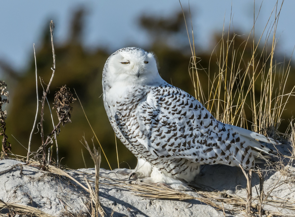 Today's Photo of the Day was captured by Harry Collins using a Nikon D7100 with a 200-400 mm f/4 lens at 1/2000, f/7.1 and ISO 500. See more of his work <a href="https://www.flickr.com/photos/collins93/">here. </a>