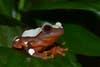 Matt Legg captured today's Photo of the Day of a clown tree frog using a Nikon D3200 with a 18-55mm f/3.5-5.6 lens at 1/60 sec, f/8 and ISO 100. See more of Legg's work <a href="https://www.flickr.com/photos/132803360@N07/">here.</a>