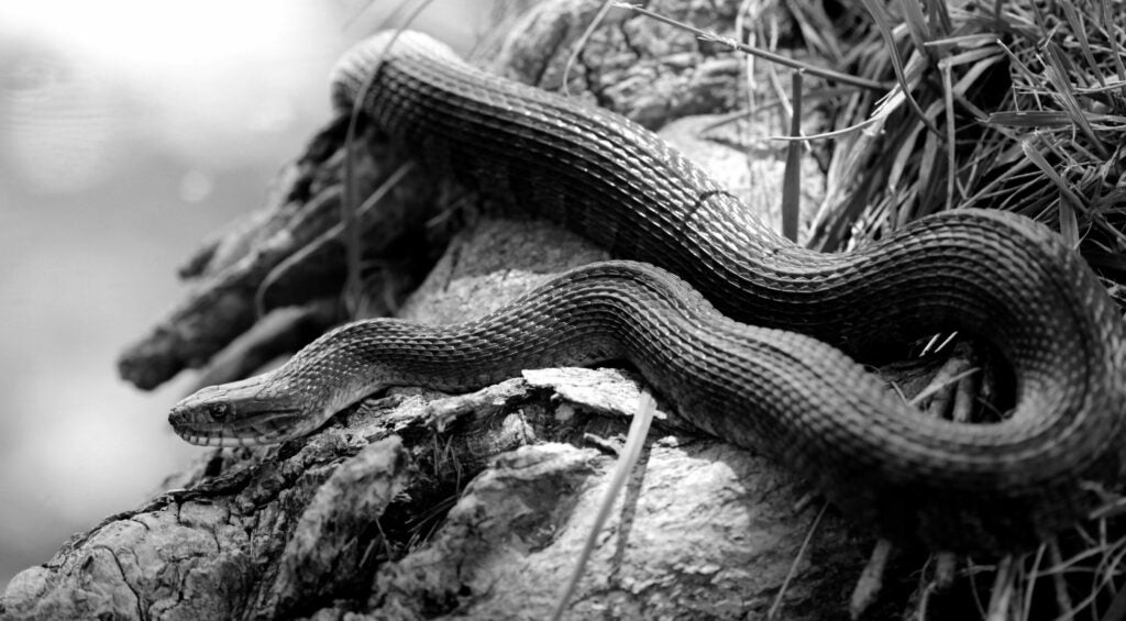 Banded Water Snakes