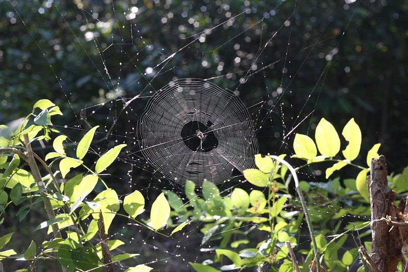 Uday Shirodkar made today's Photo of the Day with a Canon EOS 40D. See more of his work <a href="http://www.flickr.com/photos/44930235@N03/">here</a>.