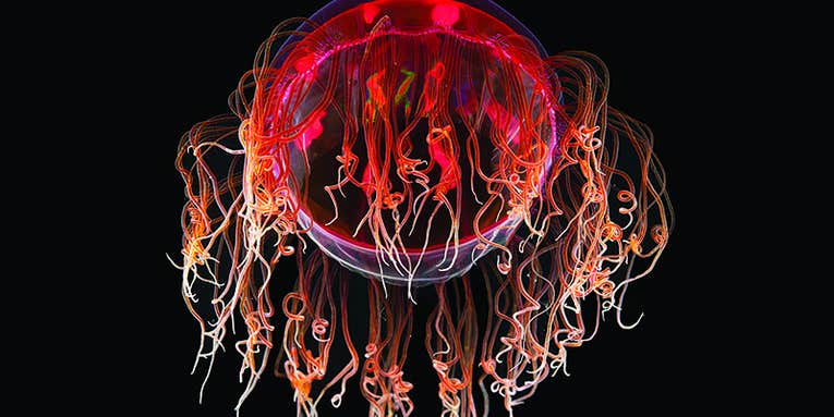 Amazing Photographs of Deep Sea Creatures by David Shale