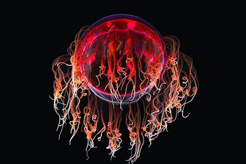 Hydromedusa