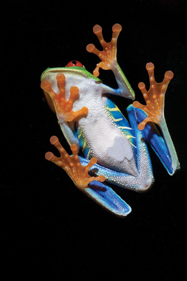 Costa Rica, Monteverde, View of Red-eyed Tree Frog (Agalychnis callidryas) climbing glass window of captive display case