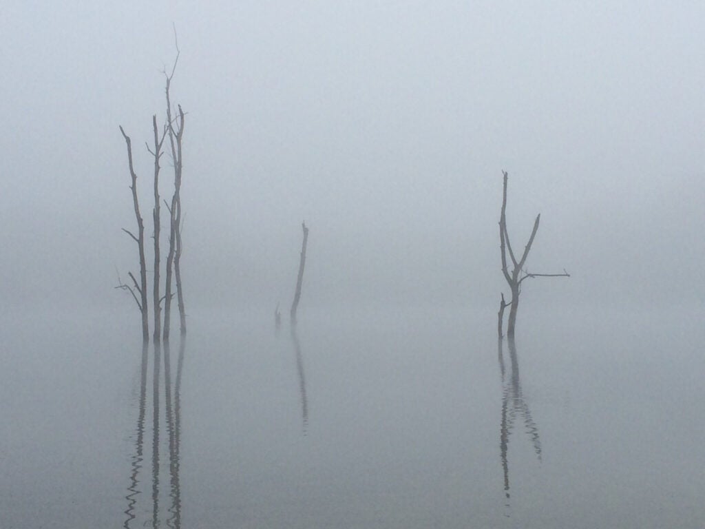 Fog on the Pond